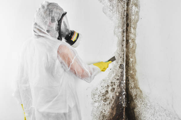 Best Crawl Space Mold Removal  in Reed City, MI