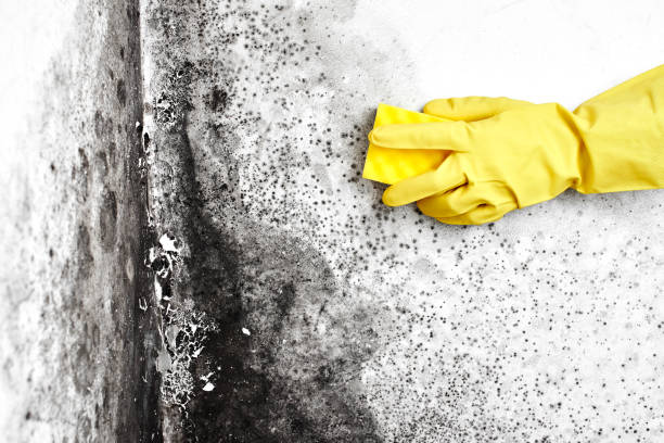 Best Mold Cleaning Services  in Reed City, MI