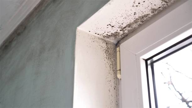 Best Mold Removal Process  in Reed City, MI