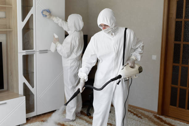 Professional Mold Removal in Reed City, MI