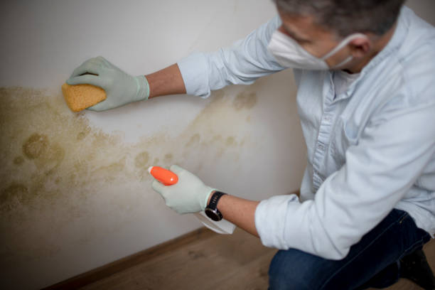 Best Mold Removal Near Me  in Reed City, MI