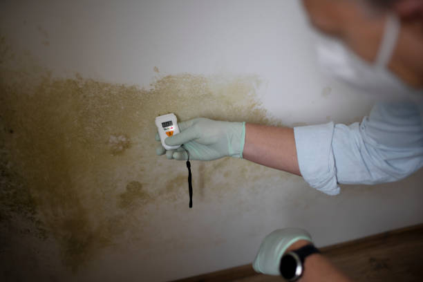 Best Best Mold Removal Companies  in Reed City, MI