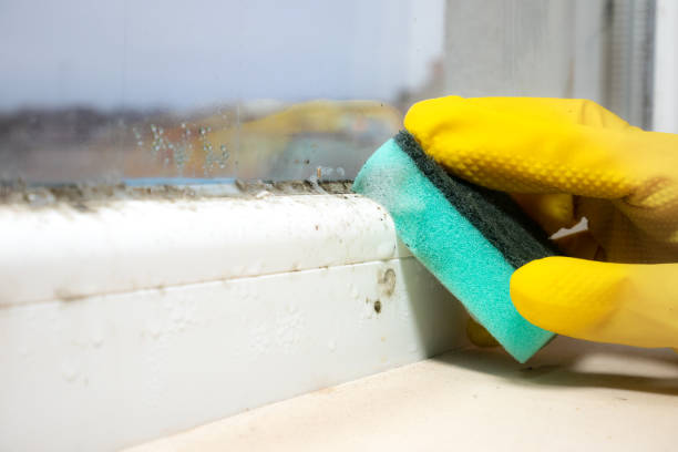 Best Home Mold Removal  in Reed City, MI