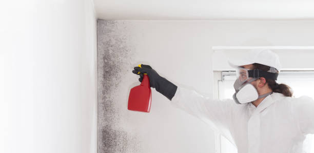 Best Certified Mold Removal  in Reed City, MI