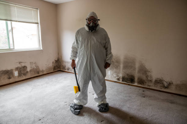 Best Mold Remediation Experts  in Reed City, MI